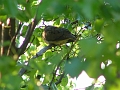 040424-spring tree